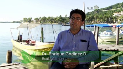 Código Verde - Océanos