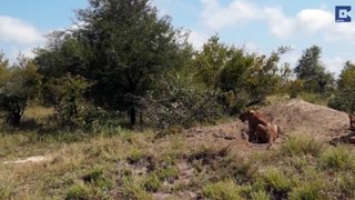 [RAW] Daring warthogs outsmart a pride of hungry, predatory lions