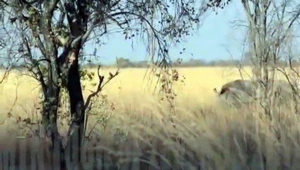 Epic Battle Between RHINO vs LIONS