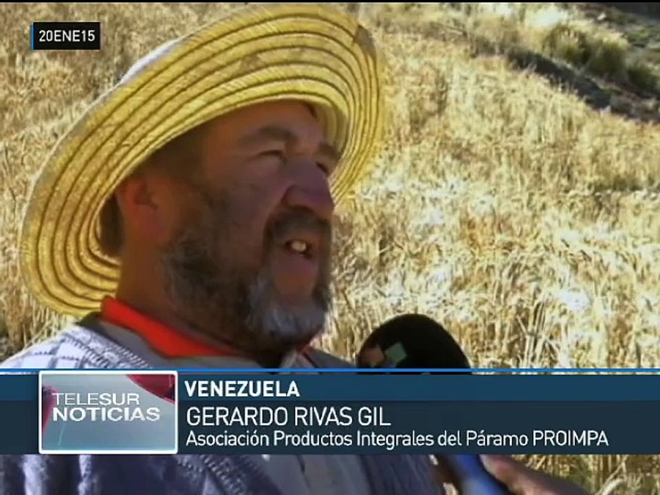 Consejos Comunales potencian producción de tubérculos en Venezuela