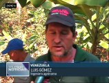 Comunidades desarrollan nuevas variedades de café en Venezuela.