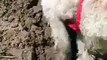 Dog humorously digs hole in the sand