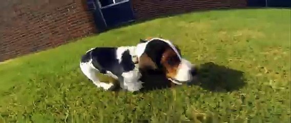 Basset Hound puppy plays with tennis ball for first time