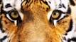 Survivor - Eye of the Tiger - Cover