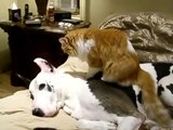 Cat gives Great Dane relaxing massage