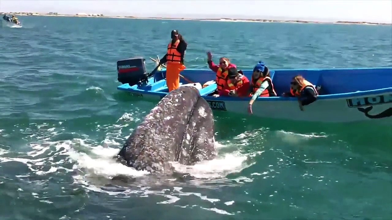 Rumble Viral\'s Ocean Life Compilation | September 2015