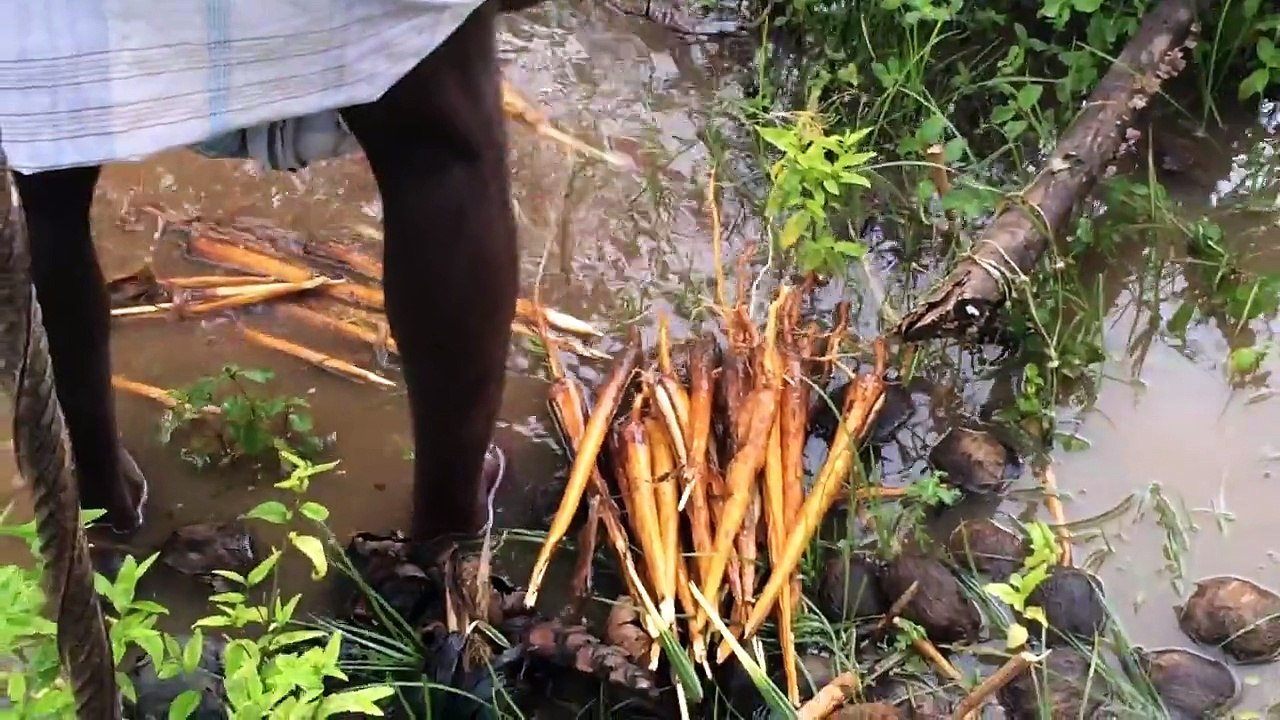 Indian street food - My village My Food - Pana Kilangu - Plam Sprouts - Traditional street