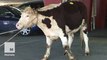 Cow in Queens briefly tastes freedom