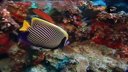 Profundezas: Vida Submarina - Dublado Completo