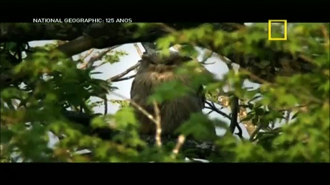 Rússia Selvagem: As Florestas Secretas | Documentário National Geographic |  [Dublado]