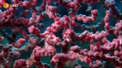 Terra X: Universum der Ozeane Teil 1 in HD!