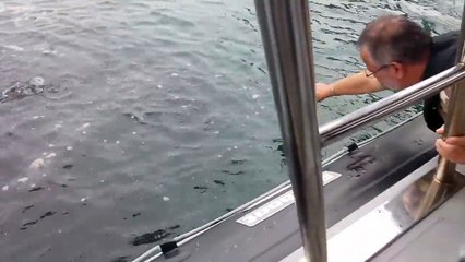 Isto todos já sabiam, menos as autoridades competentes!