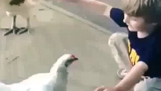 دجاجة تحتضن طفل - سبحان الله
