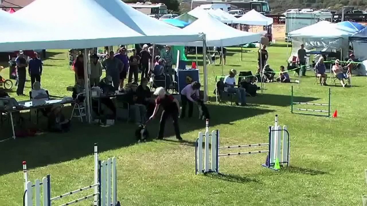 Dog Jumping Part1