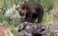 Documentary 2015 Grizzly Bears VS Wolves Survival Video June 2016