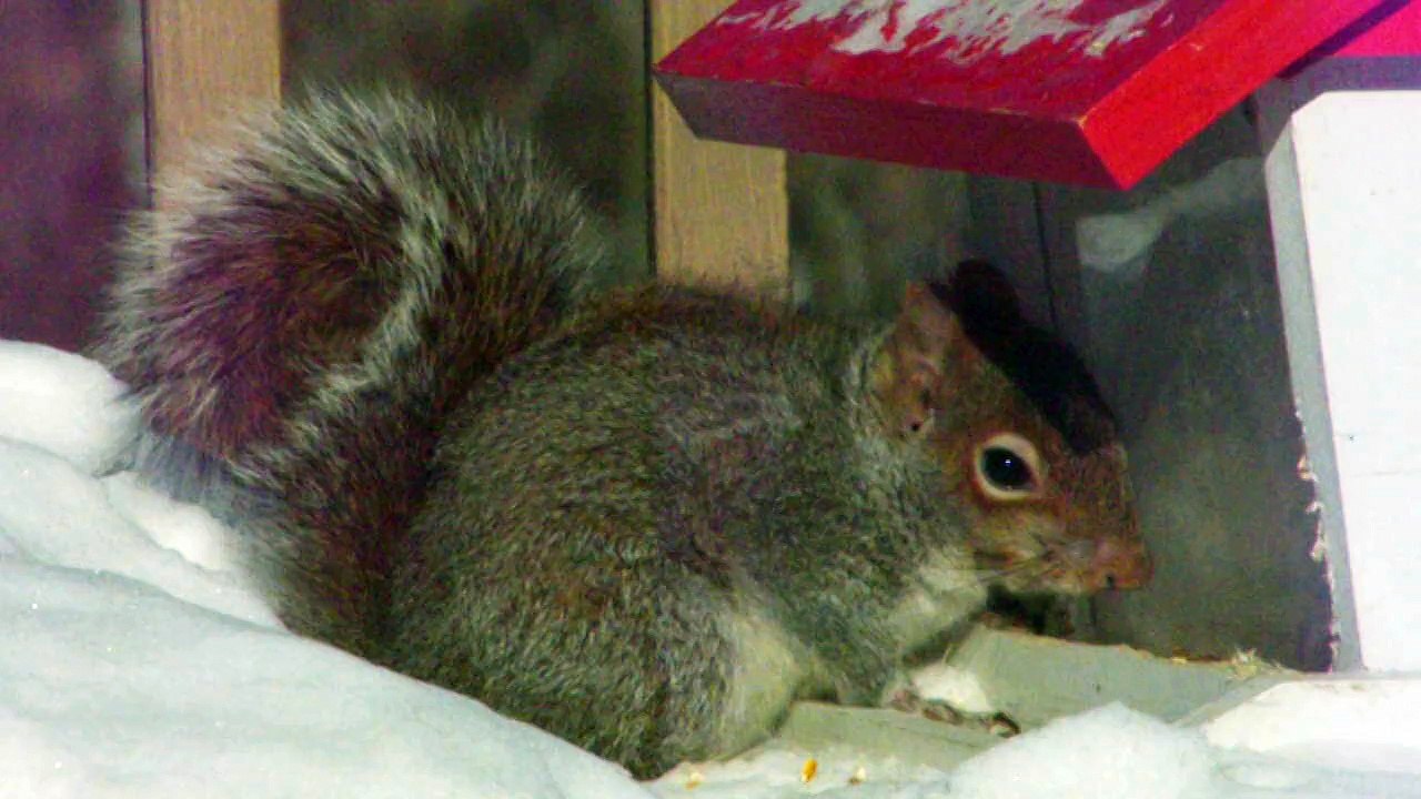 Mr. Écureuil se restaure.....