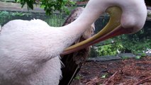 Florida Animal Services Officers Save Choking Pelican