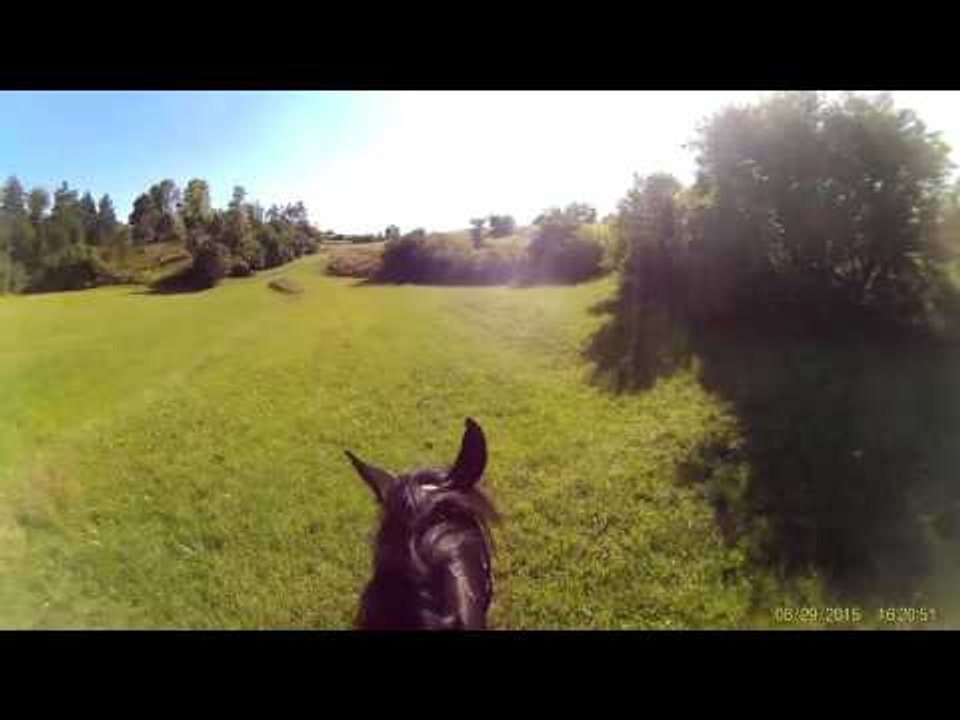 Animals Screaming Like Humans