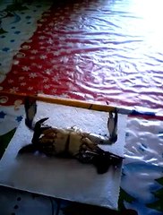 New world champion weightlifting