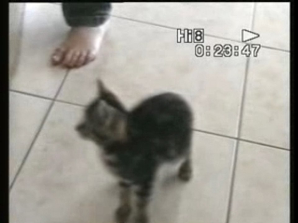 Chat-2007