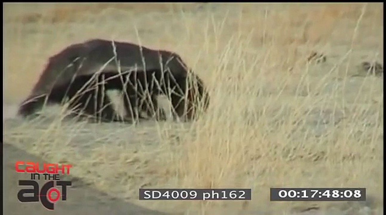 Spotted Hyena VS Honey Badger MATCH UP   EXCLUSIVE Footage [Caught in the Act]