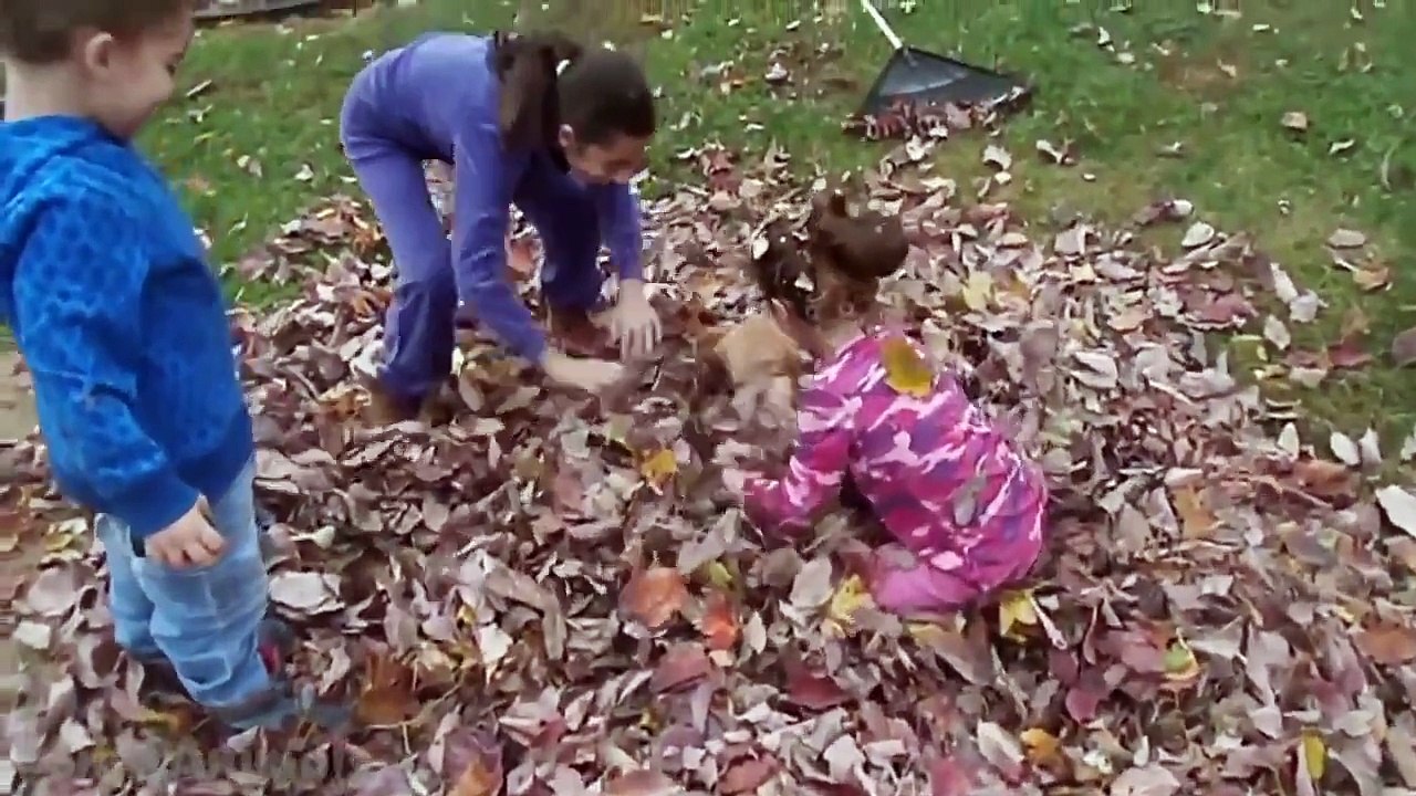 TOP 15 OF THE CUTEST GOLDEN RETRIEVER PUPPY VIDEOS OF ALL TIME