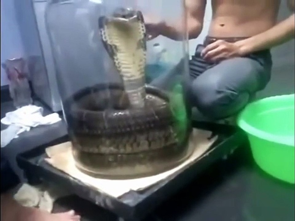 The biggest cobra in the World