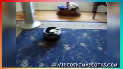VIDEO DE GATOS ASUSTADOS GRACIOSOS FEBRERO 2016