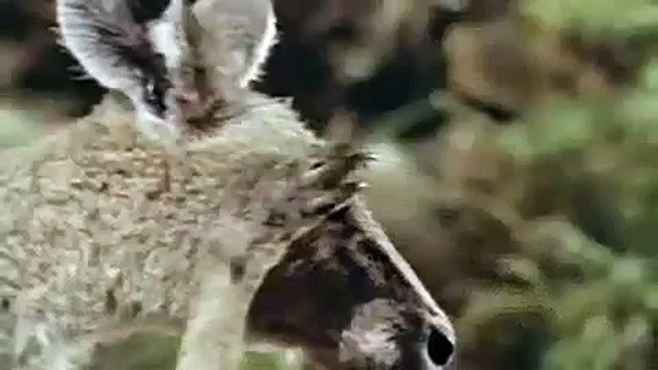 Skippy vs John Farnham