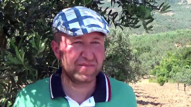 Bursa Zeytin Yetiştiriciliği Gübreleme İlaçlama Bakım Sulama Budama Toprak