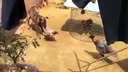 A Dog trying to prevent a quarrel between roosters.