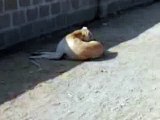 Beautiful Dogs getting Rest Amazing video must watch