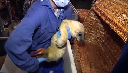 Emotionele (illegale) zeehondenverzorger: In Pieterburen doen ze er niet mee wat ik wil - RTV Noord