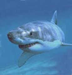 Great White shark Vs Killer Whale