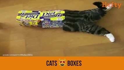cats and love to boxes