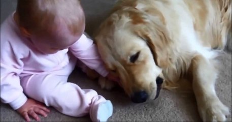 Babanın Eve Geldiğini Gören Bebek ve Köpek Çıldırdı