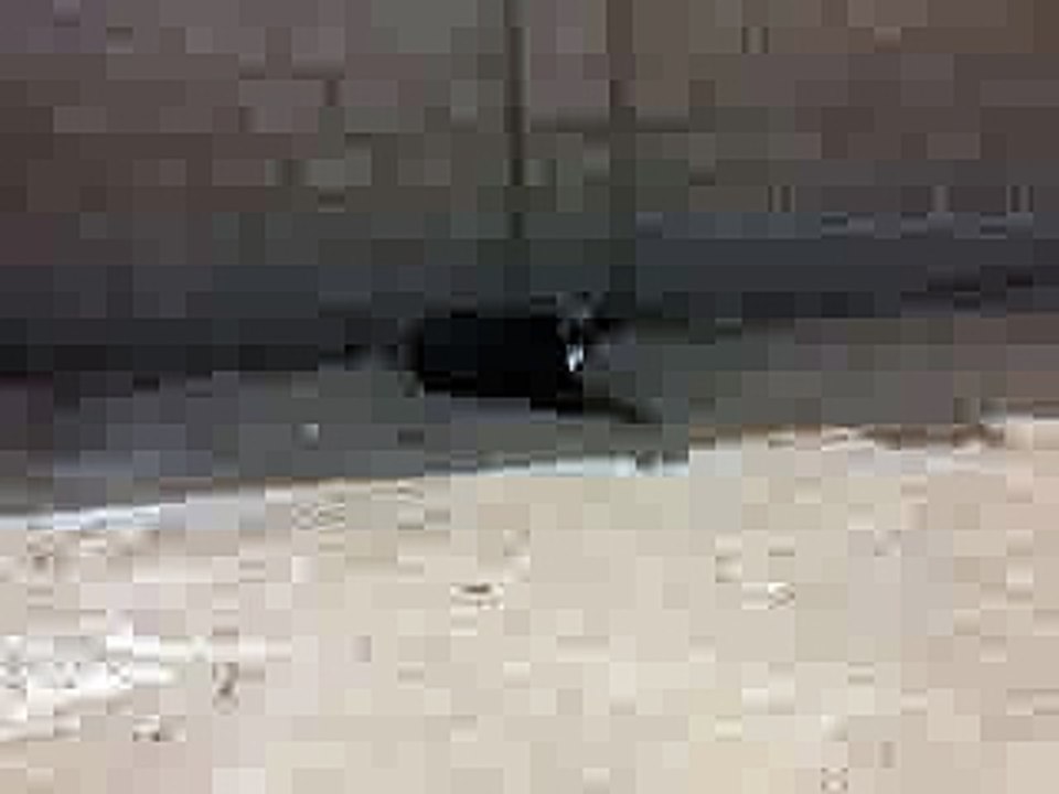 Amazing Dog do something
