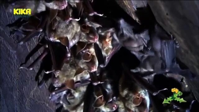 Loewenzähnchen 39 Keks und die Nachtgeister Fledermaus