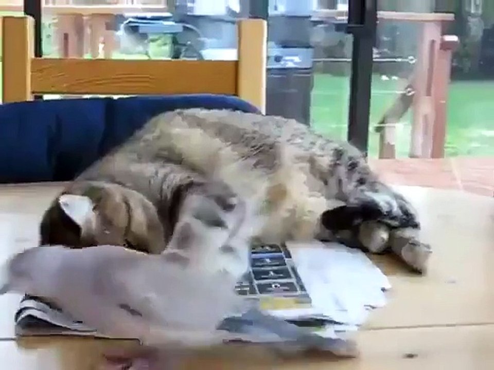 folder phone