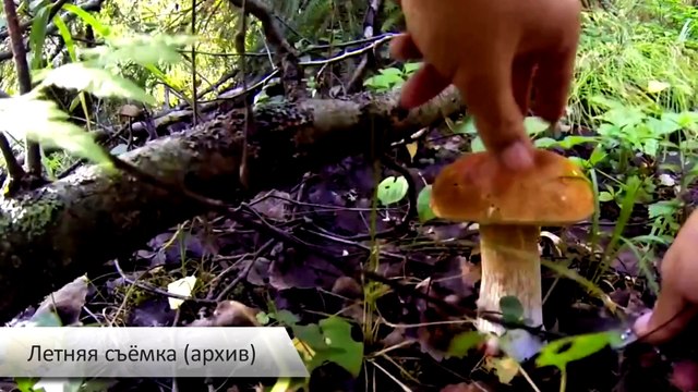 Красивая Земля. Красивая жизнь в коттеджном посёлке Белое Озеро