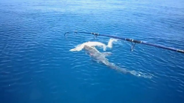 Yakaladığı Orkinosu Çekerken Köpekbalığı Saldırdı