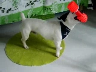 soléro mon jack russel!?!!