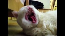 Free Funny Videos 43. Funny video clips fail compilation - Funny Animal Videos
