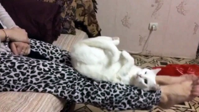 Смешные животные Кошка кувыркается!! Funny animals Cat tumbles !!