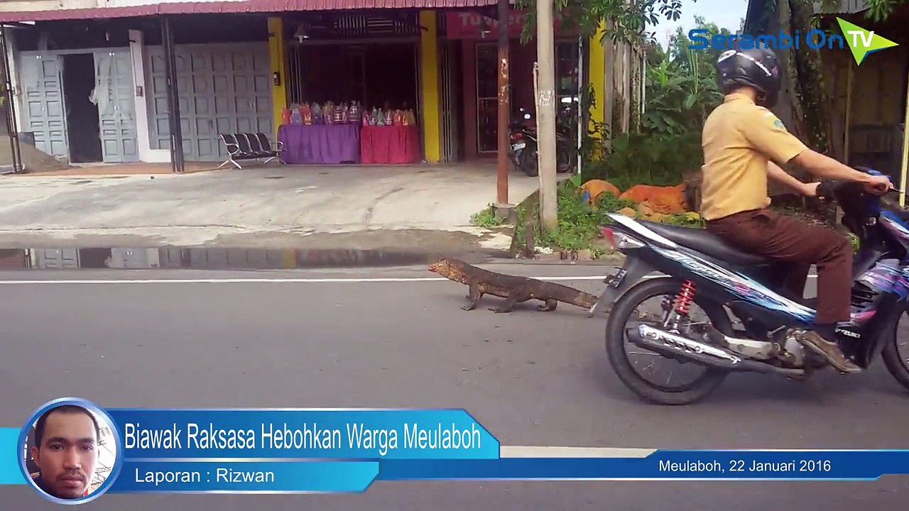 Biawak Raksasa Hebohkan Warga di Jalanan Meulaboh