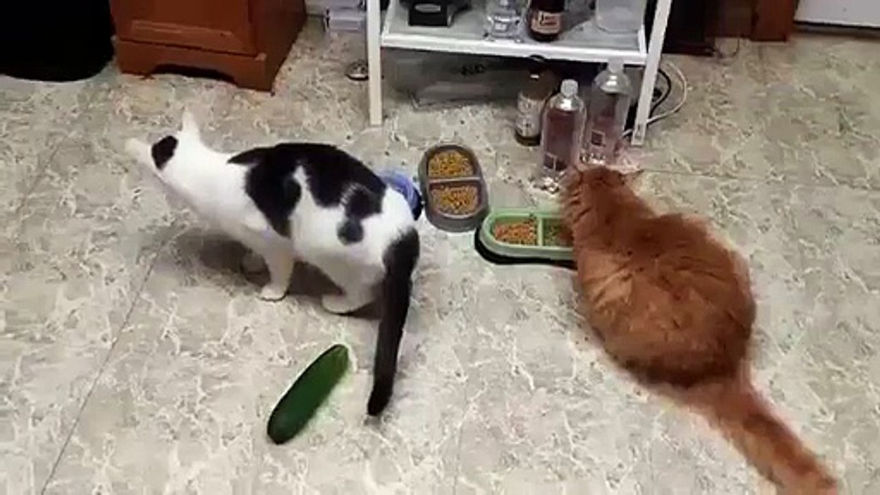 Как кошки пугаются I самое смешное видео I FUNNY ANIMALS