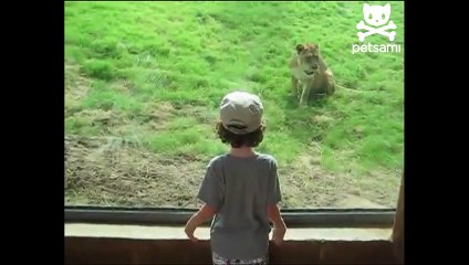 Tiger Attack: Boy Loses Arm At Brazil Zoo