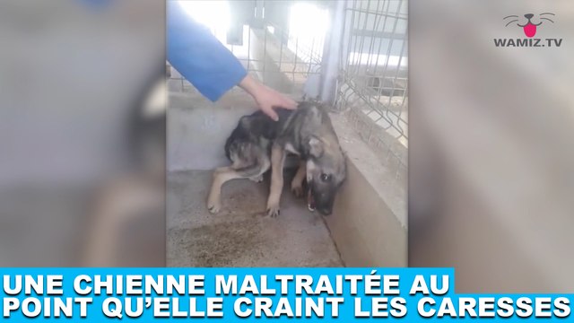 Une chienne maltraitée au point qu’elle craint les caresses… L’histoire dans la minute chien #106
