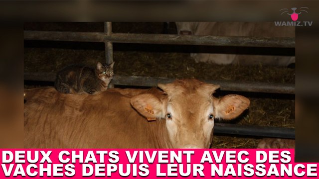 Deux chats vivent avec des vaches depuis leur naissance ! À découvrir dans la minute chat #106