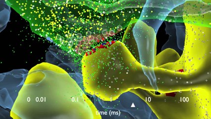 How Synapses Work